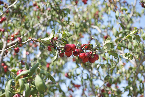 mayhaw-1-2000-2a1b464c87fa491a8c1f36528b7959c7.jpg