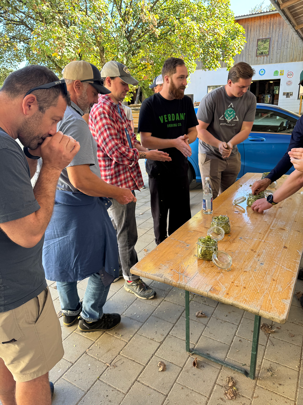 Sampling hops at Seitz Farm