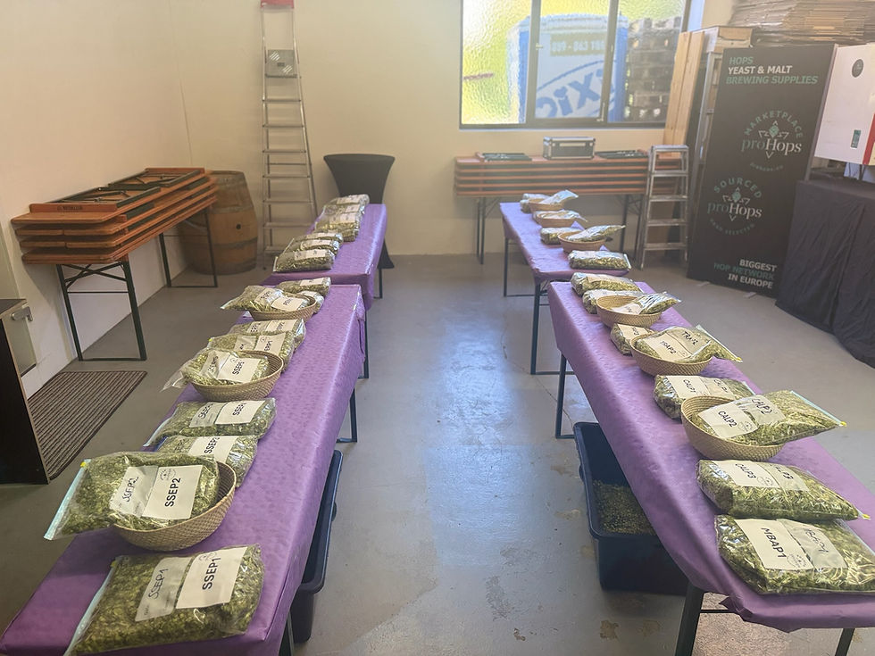Hop selection at the proHops office in Freising.