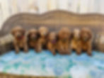 gingers litter.jpg
