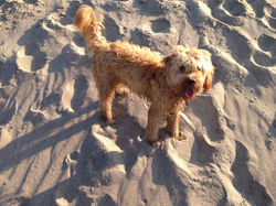 A dirty doodle is a happy doodle!