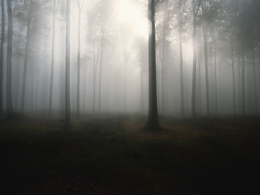 Forest Mist