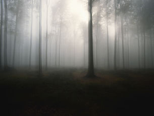 Through the Fear