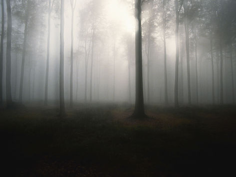 The Trees Of Tomorrow
