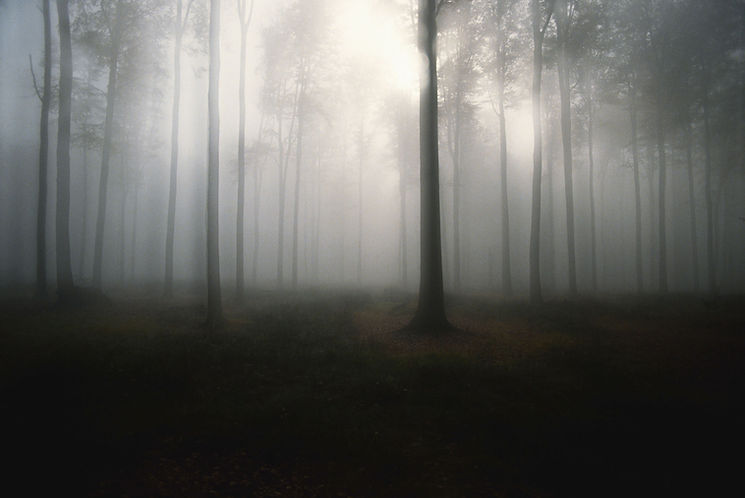 Mist forêt