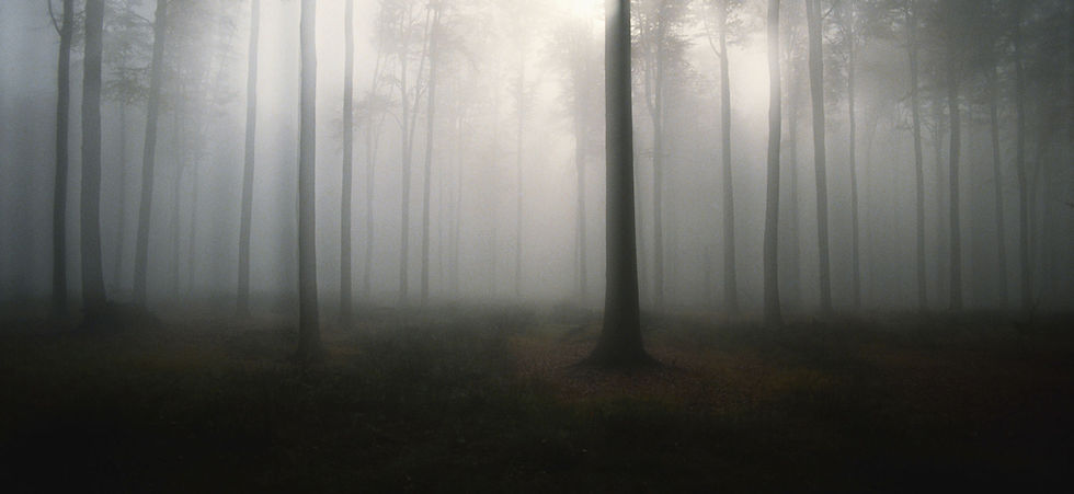 Forest Mist