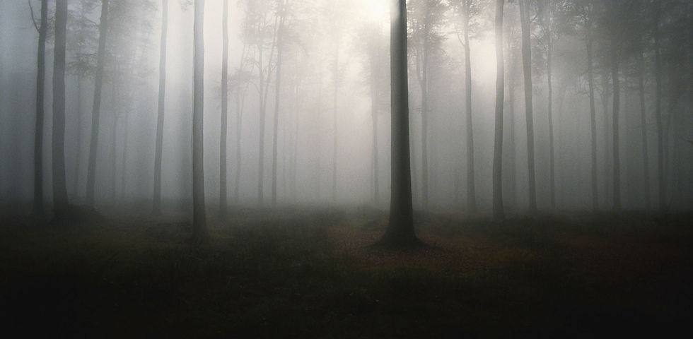 Forest Mist