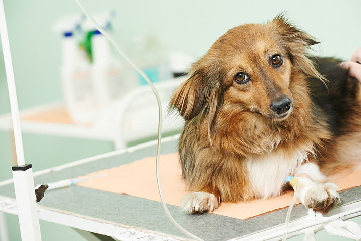 chien catheter hospitalisation clinique veterinaire des mazets cantal
