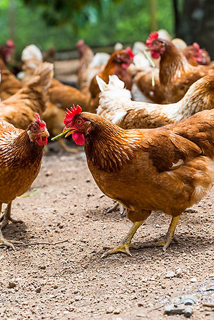 poules clinique veterinaire des mazets cantal