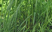 ORCHARD GRASS POTOMAC.jpg