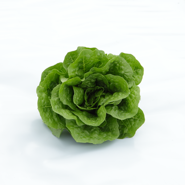 Ice Agata.webp