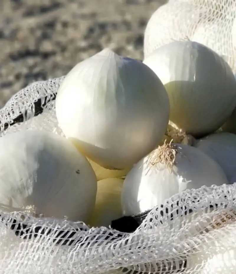 palomina.webp