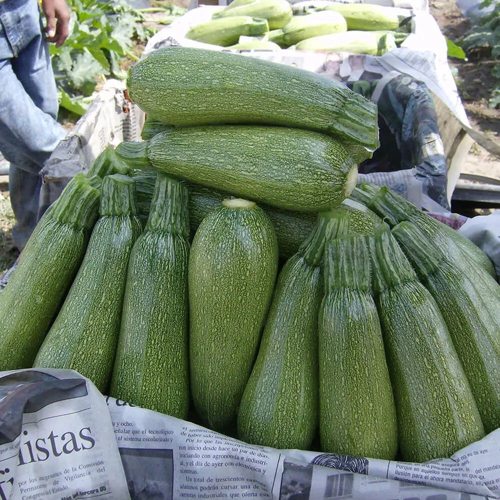 calabaza-grey-zucchini.webp