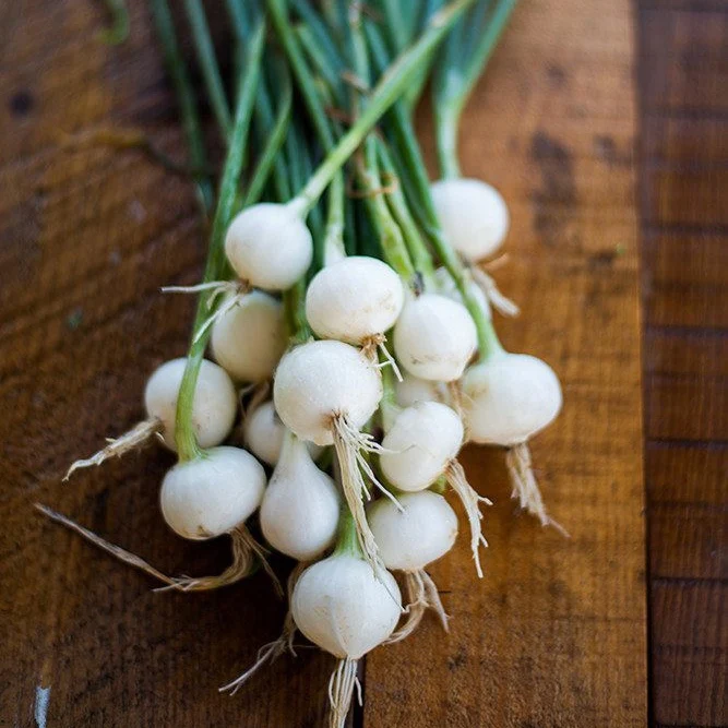 crystal-white-wax.webp