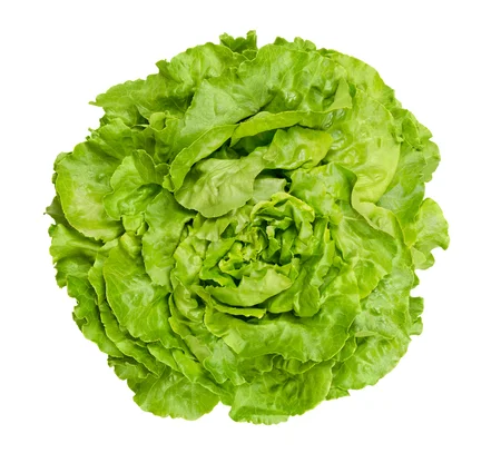 WHITE BOSTON LETTUCE.webp