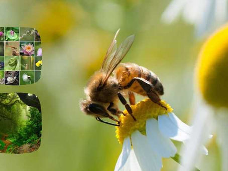 EL PAPEL DE LOS INSECTOS EN LA AGRICULTURA: POLINIZADORES Y CONTROL BIOLÓGICO
