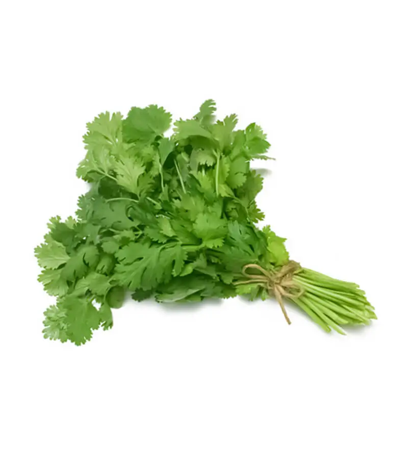 cilantro-lider.webp