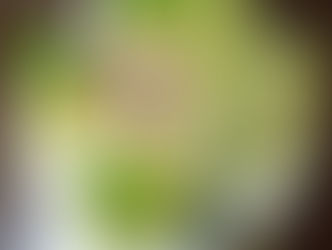 今日は