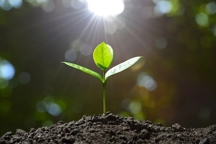 Sewing into good Soil