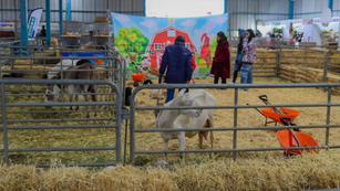 Nuevos protocolos para la feria sanjuanense prevén en el área ganadera. / Foto: Cesar Ortiz / El Sol de San Juan del Río.