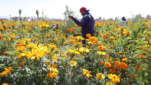 Este año esperan producir flores para el Día de Muertos. / Foto: David Valdez / El Sol de San Juan del Río.