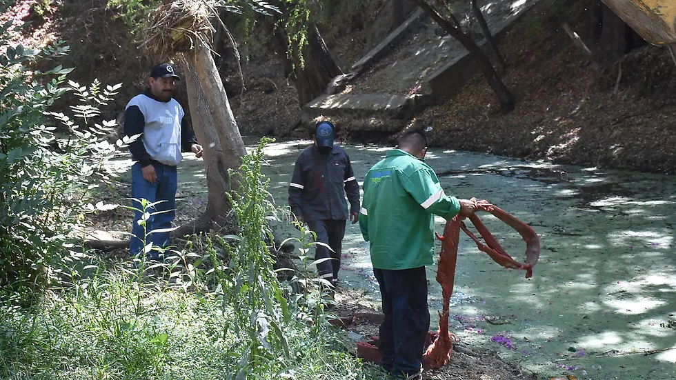 Avanzan con personal para hacer el retiro de los troncos / Foto: Cesar Ortiz / El Sol de San Juan del Río