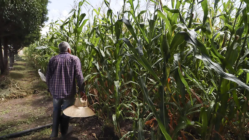 Apoyos para el campo superaron los 100 millones de pesos en 2025. / Foto: Hugo Arciniega / Diario de Querétaro