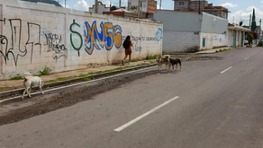 Sobrepoblación de animales callejeros sigue siendo problema / Foto: Cesar Ortiz / El Sol de San Juan del Río