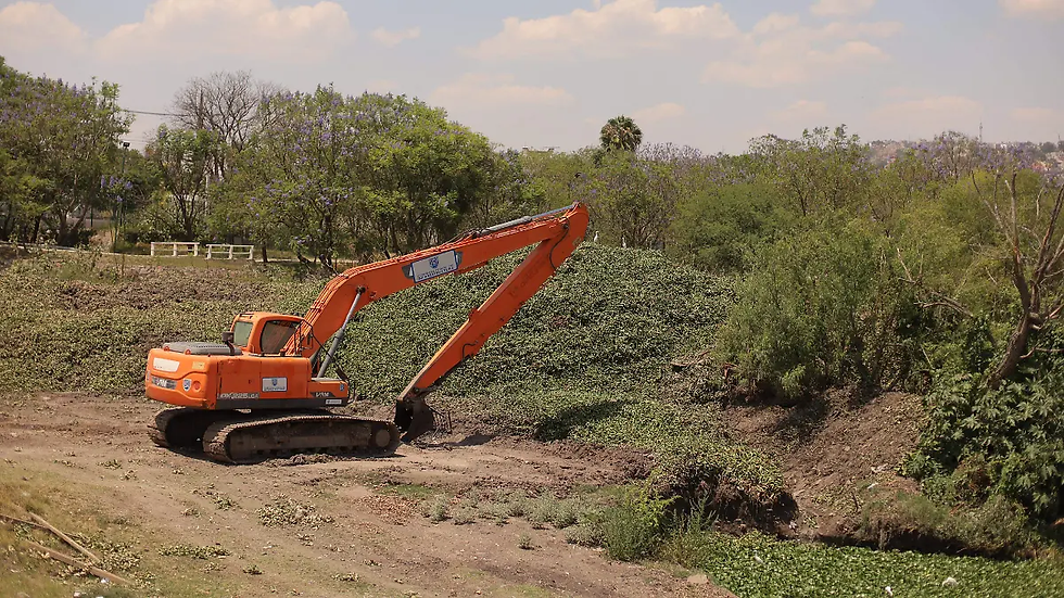 El lirio acumulado en el Bordo Benito Juárez ha provocado varios enjambres de mosquitos que están afectando a varias colonias alrededor del Parque Querétaro 2000 / Foto: Alejandro Gómez / Diario de Querétaro