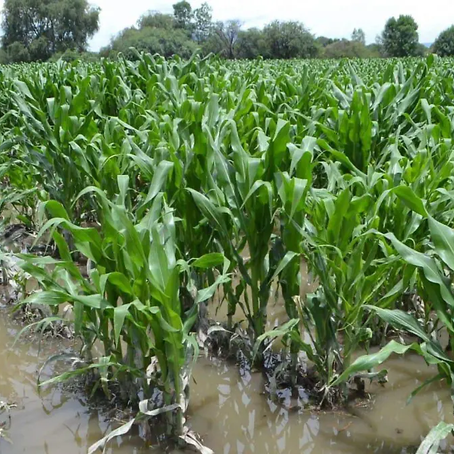 Algunos de los cultivos de riego se han visto afectados por las últimas lluvias en el municipio. / Foto: David Valdez / El Sol de San Juan del Río.