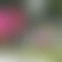 Los visitantes recorrieron el centro de la ciudad y los balnearios / Foto: Cesar Ortiz / El Sol de San Juan del Río