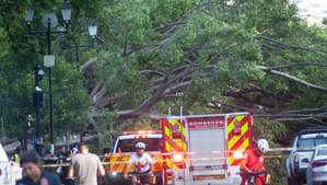 Una persona murió luego de caer un árbol sobre seis autos en la Alameda Hidalgo, en la ciudad de Querétaro. Foto JF Carrera