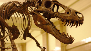 Un esqueleto completo de un joven T. rex en exhibición en el Museo Carnegie de Historia Natural en Pittsburgh, Pensilvania, Estados Unidos.