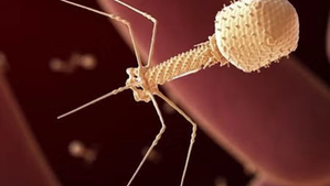 El proceso comienza con la extracción por parte de los médicos de una muestra de la bacteria que causa la infección de un paciente para encontrar o diseñar fagos que eliminen el microorganismo infeccioso. Foto The Independent
