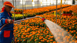 Según el decreto, el trabajo extraordinario no deberá exceder las 12 horas en una semana, las que podrán distribuirse en hasta cuatro horas diarias. (Imagen de archivo)