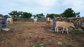 La UGRQ buscará convenios con la Conagua para que los ganaderos puedan utilizar pipas de agua para su ganado / Foto: Rosalía Nieves / El Sol de San Juan del Río