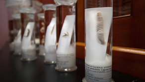 Muestras de sanguijuelas recolectadas en el país en resguardo del Instituto de Biología de la UNAM. Foto Cristina Rodríguez