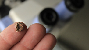 El fósil del tetrápodo más pequeño jamás encontrado en Sudamérica mide aproximadamente 9.5 milímetros y es más pequeño que la punta del dedo de un adulto.