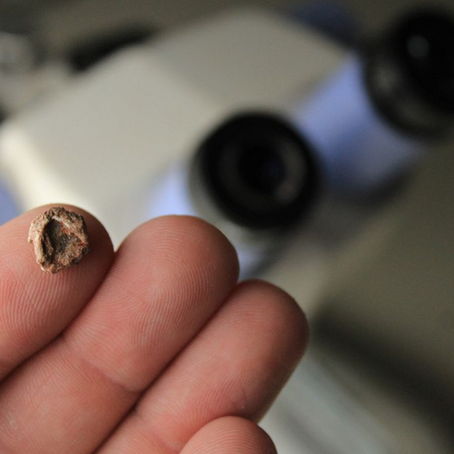 El fósil del tetrápodo más pequeño jamás encontrado en Sudamérica mide aproximadamente 9.5 milímetros y es más pequeño que la punta del dedo de un adulto.