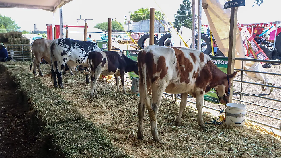 Mantienen operativos sanitarios y brigadas para contener los casos de gusano barrenador en el estado. / Foto: Iraís Sánchez / Diario de Querétaro