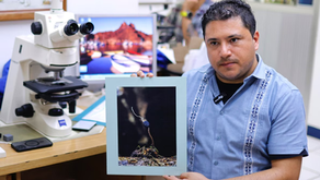 Investigadores descubrieron por primera vez en México seis tipos de 'hongos zombies' que infectan hormigas. (Foto: EFE) (Francisco Guasco/EFE)