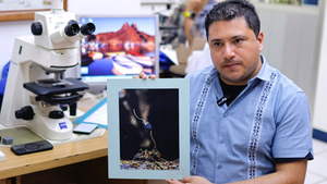 Investigadores descubrieron por primera vez en México seis tipos de 'hongos zombies' que infectan hormigas. (Foto: EFE) (Francisco Guasco/EFE)