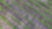 Biochar vine rows.jpg