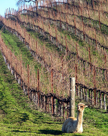 Tablas Creek - Alpaca on guard.jpg