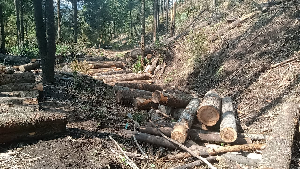 Bosque de Agua a punto del colapso por tala, advierte investigador: Foto: Tere Montaño