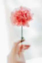 Pink Carnation flower
