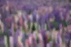 Lupins