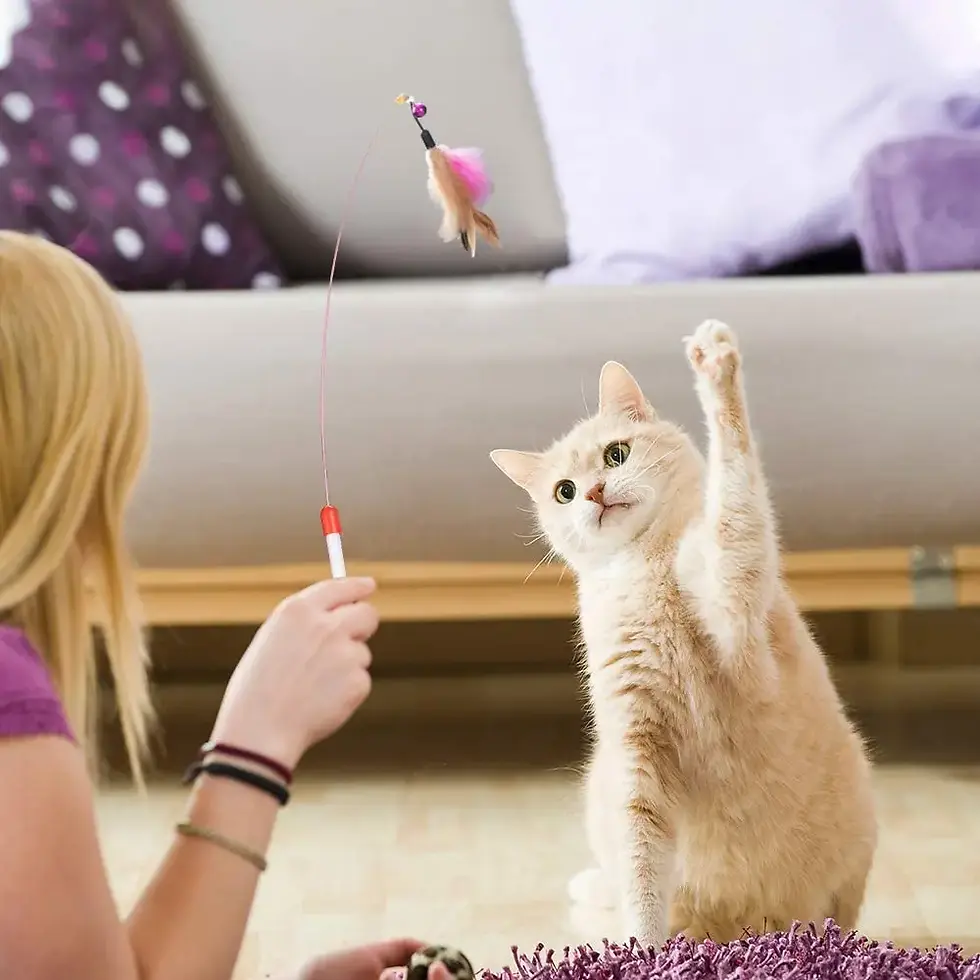 Thumbnail: Kitten Toys Variety Pack-Pet Cat Toys Combination Set Cat Toy Funny Cat Stick Si