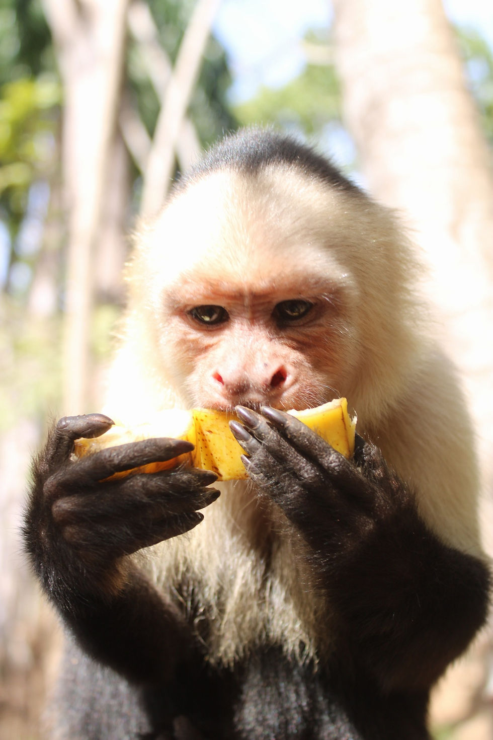 Thumbnail: Monkey Tours