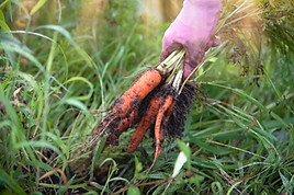 WCG 2025 Im A Grower.00_00_41_04.Still015.jpg